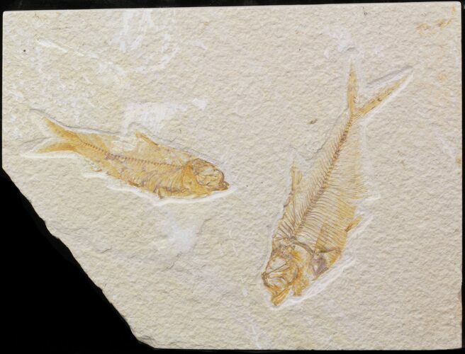 Bargain Diplomystus & Knightia Fossil Fish Plate - Wyoming #39438